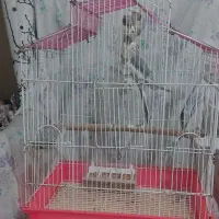 عروس هلندی