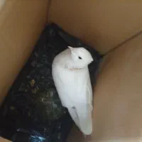 کفتر طوقی زرد|پرنده|گالیکش, |دیوار