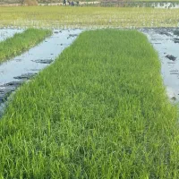 تیم نشا فوری