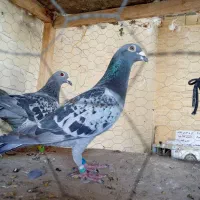 پنجاه عدد پلاکی