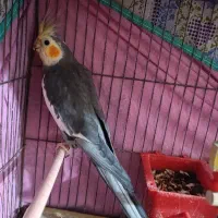 عروس هلندی طوسی