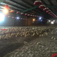 فروش مرغداری مجهزباتمام امکانات