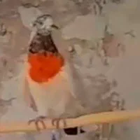 کفتر گم شده