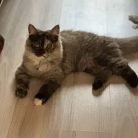 گربه ۶ ماهه