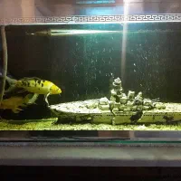 ماهی کوی|ماهی|تهران, افسریه شمالی|دیوار