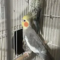 عروس هلندی|پرنده|نیشابور, گنبد سبز|دیوار