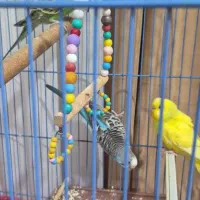 مرغ عشق و فنج