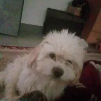 فروش سگ خانگی|سگ|بندر دیر, |دیوار