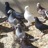 دسته کفتر|پرنده|شیراز, دباغ خانه|دیوار