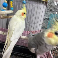 عروس هلندی و معاوضه