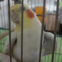 فروش عروس هلندی نر