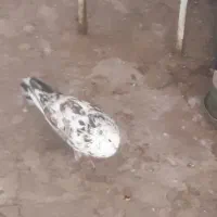 کبوتر نر|پرنده|قم, باغ کرباسی|دیوار