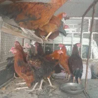 خروس
