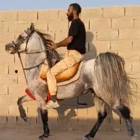 نریان زیبا و سواری دار سن ۶به ۷|اسب و تجهیزات اسب‌سواری|خمینی‌شهر, |دیوار