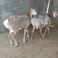 بره نر قوچی و ماده داشتی چینی قندوزی تربت جام|حیوانات مزرعه|بیرجند, |دیوار