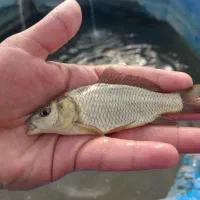 انواع ماهی کپور و آمور و فتیفاک