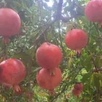 انار درجه ۱تنگ سیاب کوهدشت