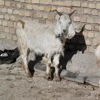 بزغاله نر|حیوانات مزرعه|دورود, |دیوار