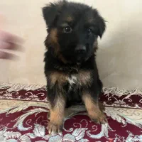 توله ژرمن