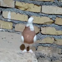 کفتر طوقی|پرنده|کاشمر, |دیوار