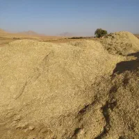 کاه لوبیا|عمده‌فروشی|داران, |دیوار