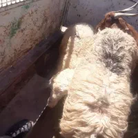 گوسفند جوان فروشی