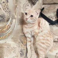 گربه ماده ونر اسکاتیش