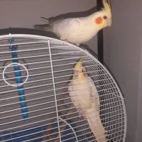 جفت عروس لوتینو مولد