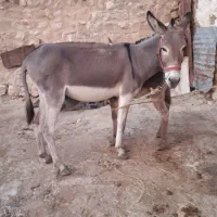 الاغ ماده همراه کره نر