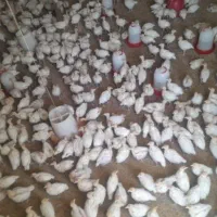 جوجه بوقلمون