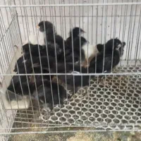 تخم مرغ محلی تازه تخم غاز تازه