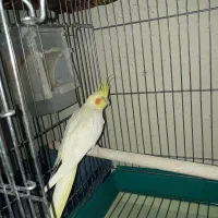 عروس هلندی ماده