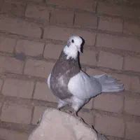 کبوتر|پرنده|لردگان, |دیوار