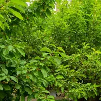 خانه مسکونی ویلایی|فروش خانه و ویلا|قره پشتلو, |دیوار