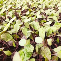 نشا کلم بروکلی و بنفش|خدمات باغبانی و درختکاری|شنبه و طسوج, |دیوار