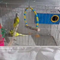 مرغ عشق|پرنده|سهند, |دیوار