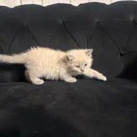 گربه اسکاتیش