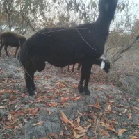 بره گوسفند ابستن|حیوانات مزرعه|علی‌آباد کتول, |دیوار