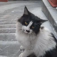 واگذاری گربه رایگان