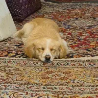 واگذاری سگ|سگ|برخوار, |دیوار