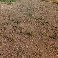 زمین کهنوج 430 متر مربع مسکونی