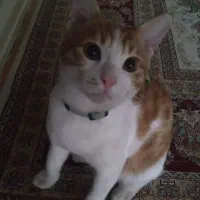 گربه خانگی گمشده|گربه|اردبیل, |دیوار