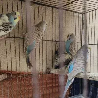 مرغ عشق با جوجه هاشون|پرنده|ری, شهرک نظامی|دیوار