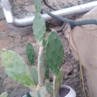 گل کاکتوس