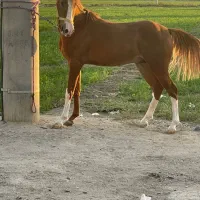 اسب اصیل شجره دار سن ۳ سال جنسیت نریان|اسب و تجهیزات اسب‌سواری|زرآباد, |دیوار