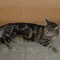 گربه گمشده|حیوانات|مشهد, کارگران|دیوار