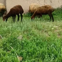 ۶ راس کاور ماده افشار درجه یک وعده ی