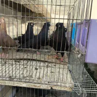 فروش ویژه سرخ .قهوه ای و. زاغ واکسی نژاد خالص|پرنده|شاهینشهر, فردوسی|دیوار