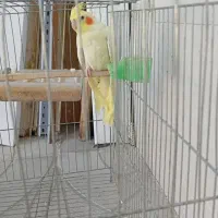 عروس هلندی گم شده