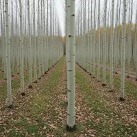 نهـال زردآلــو نخجوان درشت پرآب و بازارپسند|خدمات باغبانی و درختکاری|اصفهان, گلزار|دیوار